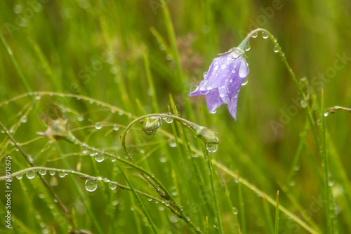 A delicate lilac-blue African bluebell, enbergia undulata, covered in waterdrops, in the grasslands of the Drakensberg Mountains. photo