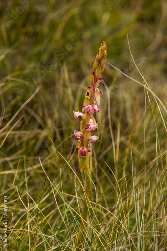 The flower spike of a small pink orchid, called a Blushing Bride Satyrium (Satyrium longicauda), growing wild in the Afromontane grasslands of the Drakensberg mountains of South Africa. photo