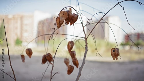 Dry physalis peruviana with urban backdrop in murcia highlights nature's endurance in a city environment photo