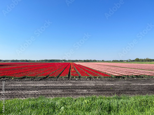 Colorful field of tulips around Assen photo