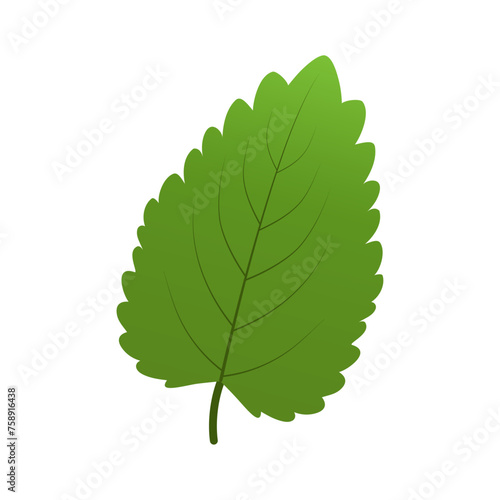 Green mint leaf icon isolated on transparent and white background. Single element close up for decoration design with nature and food. Vector cartoon illustration for design of cards and banners.