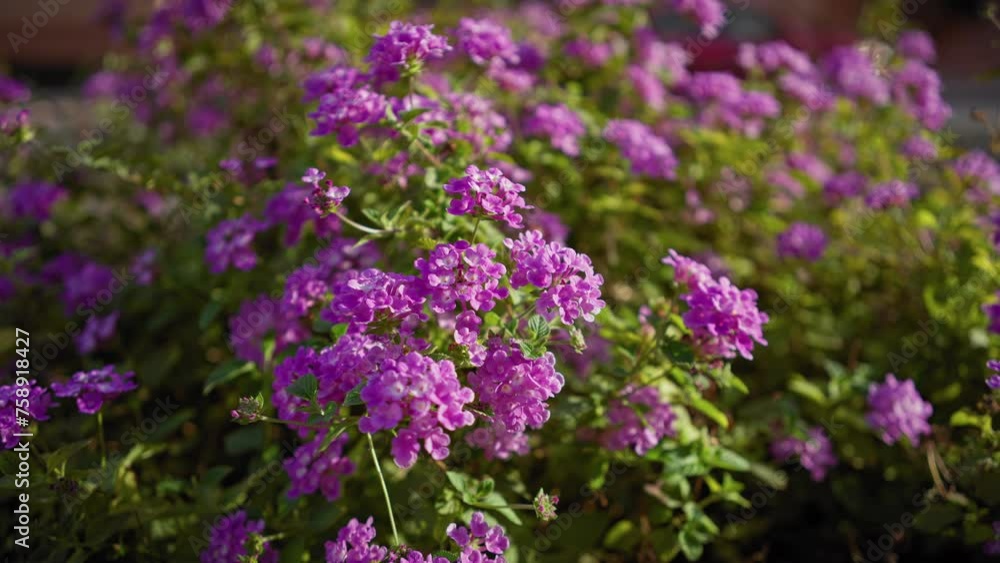 Close-up of lantana camara with vibrant purple flowers and green leaves in murcia, spain, depicting a natural outdoor setting. Close-up of lantana camara with vibrant purple flowers and green leaves in murcia, spain, depicting a natural outdoor setting.