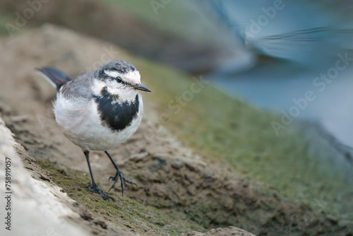 Black-backed Wagtail is walking along river