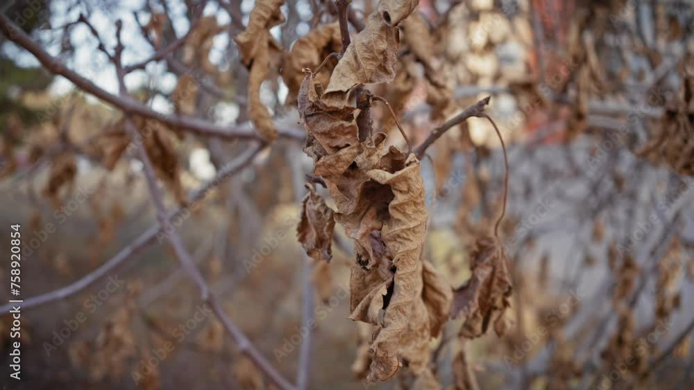 Close-up shots of withered leaves on a deciduous tree during autumn in murcia, spain, conveying a sense of decay and the changing seasons. Close-up shots of withered leaves on a deciduous tree during autumn in murcia, spain, conveying a sense of decay and the changing seasons.