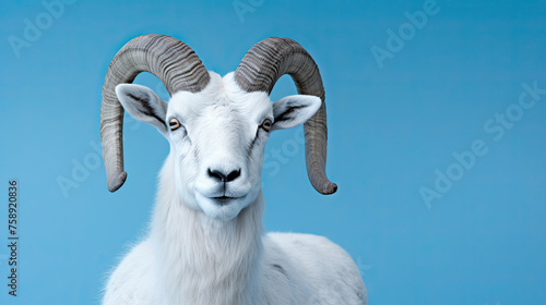 Dall sheep Isolated pastel blue background