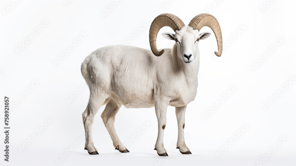 Jumping Dall sheep Isolated on white background Jumping Dall sheep Isolated on white background