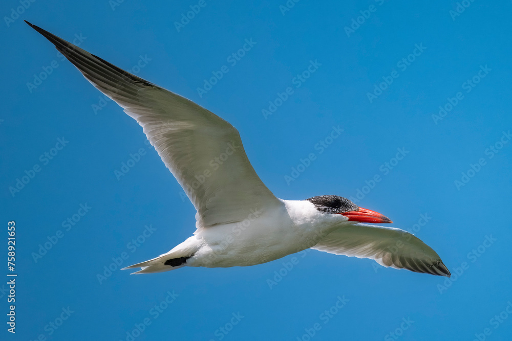 Obraz premium Caspian Tern