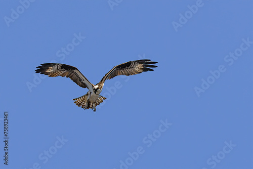 Osprey