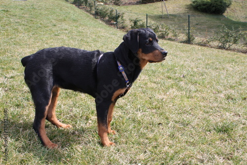 Rottweiler dog playing outside
