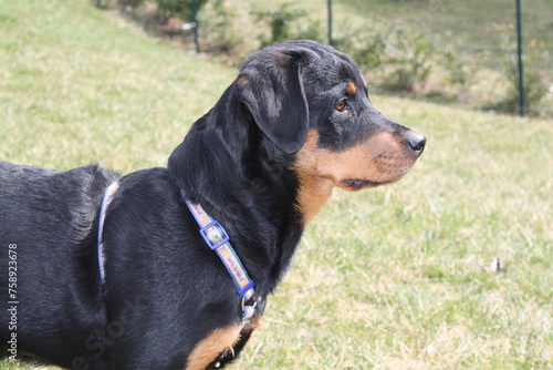 Rottweiler dog playing outside