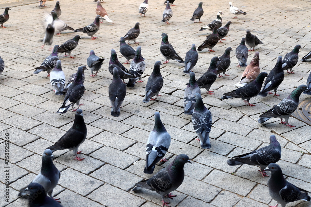 Pigeons in the city square eat bread. Pigeons in the city square eat bread.