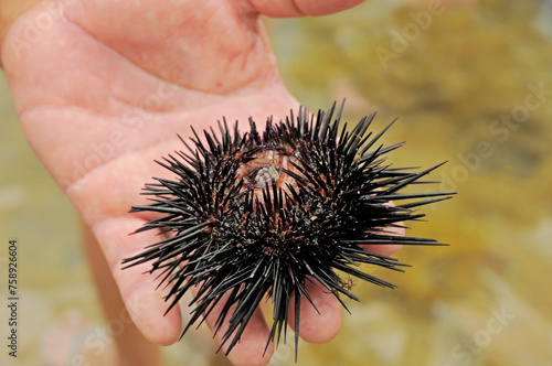 Echinometra lucunter, the rock boring urchin, is a species of sea urchin in the family Echinometridae.. Barra de Sao Miguel Beach, Alagoas, Brazil, 2020