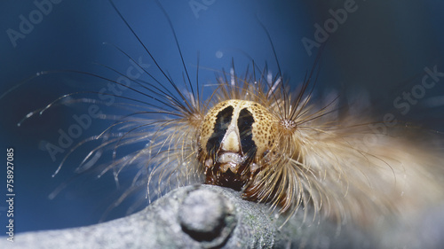 gypsy moth or spongy moth caterpillar, the head