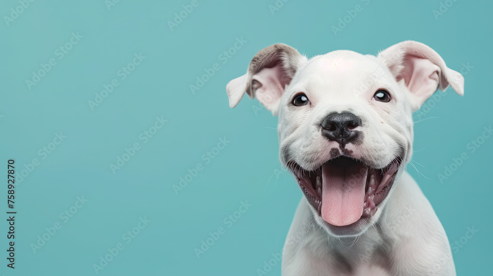 Setting happy puppy on pastel blue background