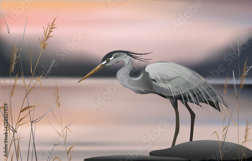 A gray heron stands near stones and thickets of reeds against the backdrop of the evening sunset sky. Vector colorful illustration.