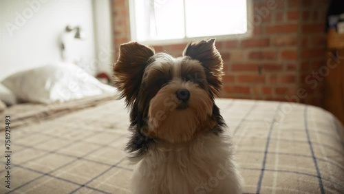 A biewer terrier puppy sits on a bed in a sunlit bedroom, conveying cozy domesticity and pet ownership photo