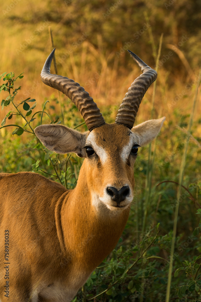 Animal portrait of an Uganda kob in the sunset Animal portrait of an Uganda kob in the sunset
