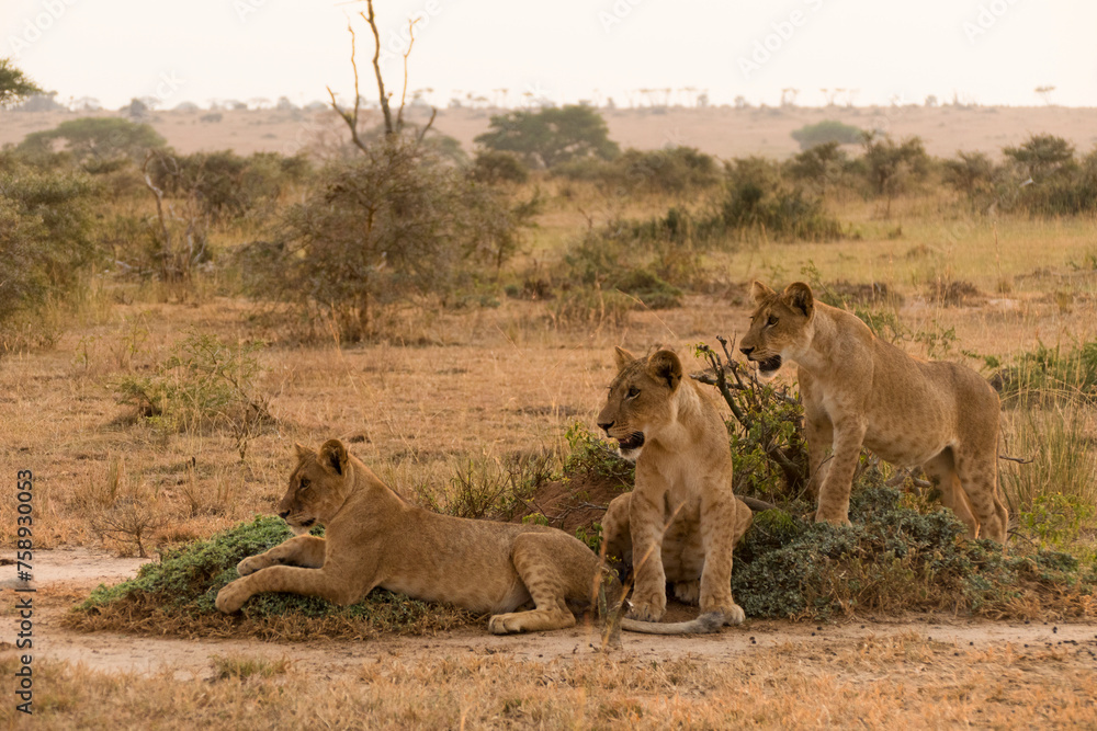 Three lion cubs in the sunset of Ugandan wildlife reserve, Africa. Three lion cubs in the sunset of Ugandan wildlife reserve, Africa.