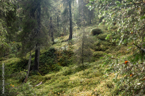 An old-growth coniferous forest on an autumn morning growing on a slope in Oulanka National Park, Northern Finland