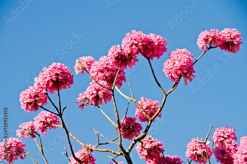 Flowers of the Pink Ype, Tabebuia impetiginosa , known also as lapacho pink,  is a tree native to Cerrado and Pantanal vegetation in Brazil, Brasilia, Brazil, June 2023 photo