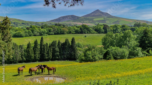 Horses peacefully graze, framed by the majestic beauty of County Wicklow's iconic peak.
