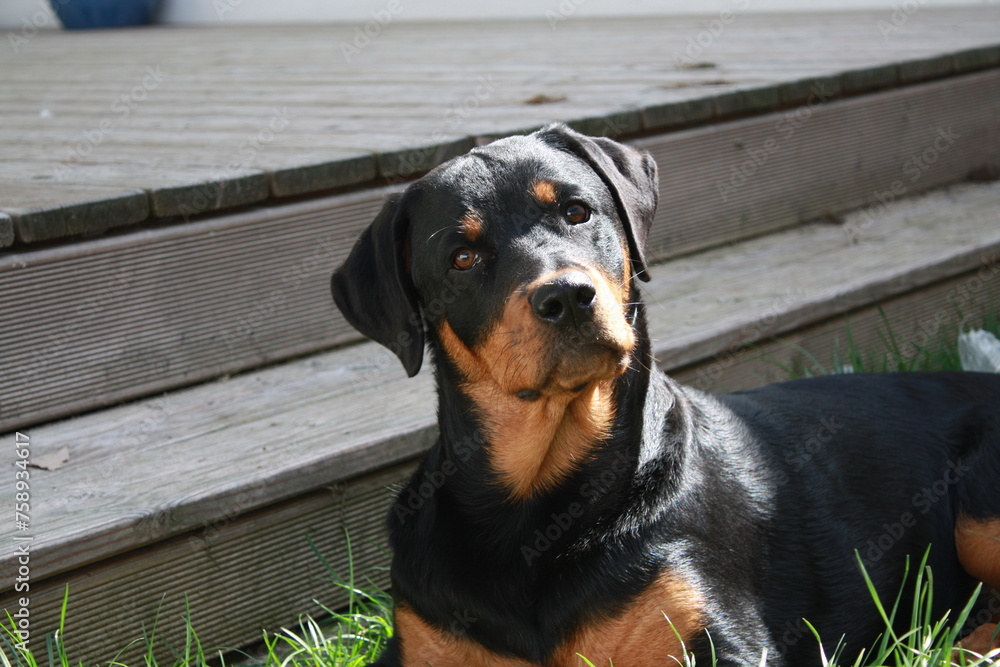 Fototapeta premium Rottweiller jouant dans le jardin avec une balle