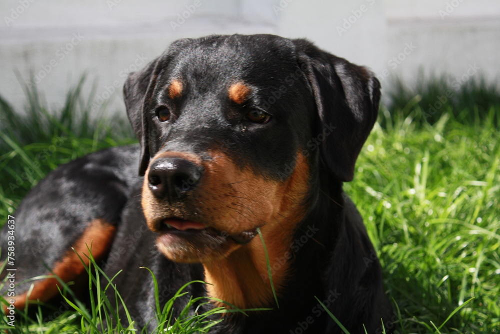 Rottweiller jouant dans le jardin avec une balle Rottweiller jouant dans le jardin avec une balle