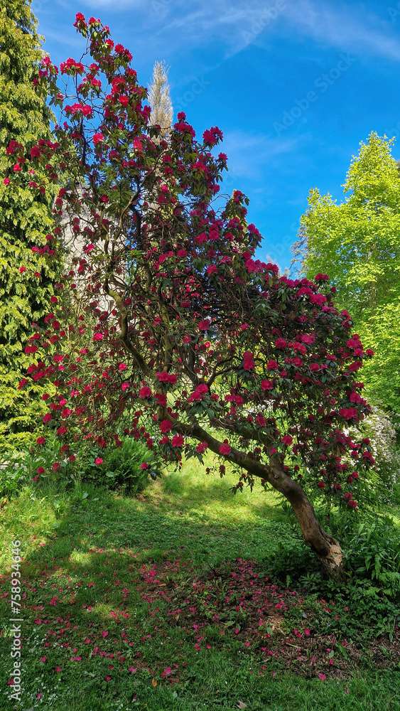 A majestic Rhododendron arboreum tree gracing the enchanting grounds of Powerscourt. A majestic Rhododendron arboreum tree gracing the enchanting grounds of Powerscourt.