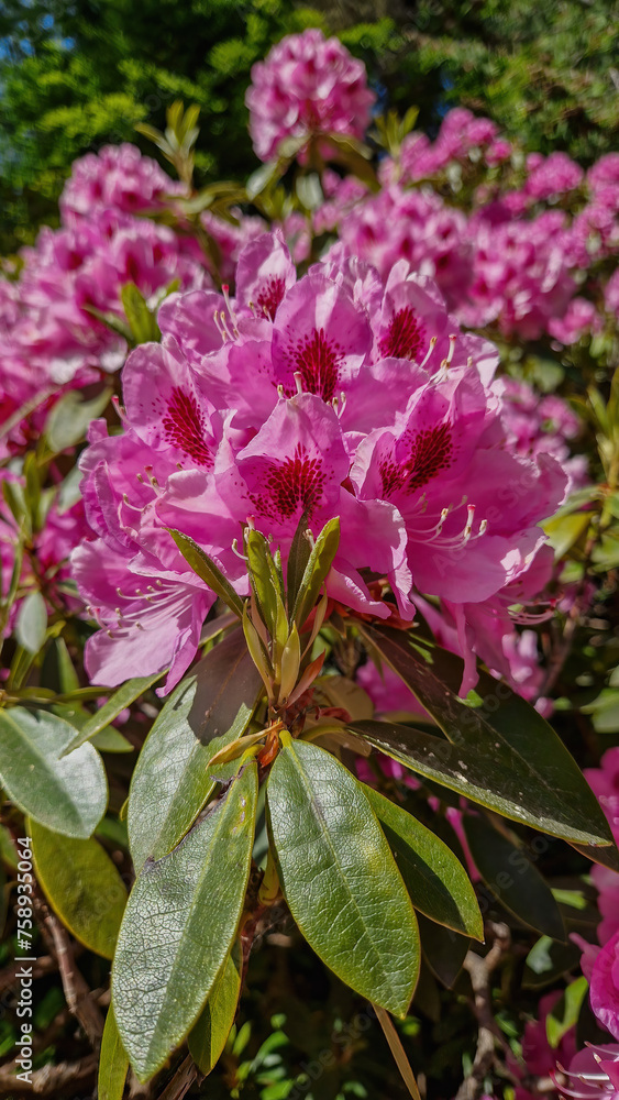 Delving into the mesmerizing details of a Rhododendron bloom, a testament to nature's artistry. Delving into the mesmerizing details of a Rhododendron bloom, a testament to nature's artistry.