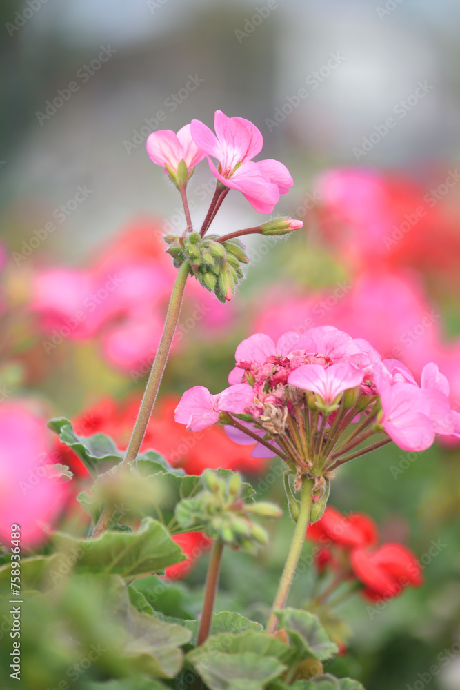 Pink Geranium flowers. Sunlight. Beautiful little flower of Geranium, Beautiful geranium in the exhibition of geraniums in Chakwal, Panjab, Pakistan