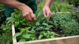 Planting of herbs in the spring