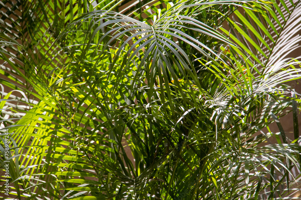 Fresh green leaves of Palm plant Fresh green leaves of Palm plant