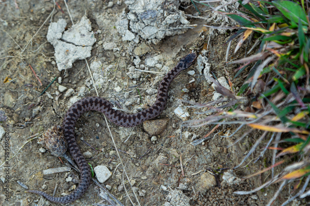 Adder viper snake Vipera berus getting away from the stone Adder viper snake Vipera berus getting away from the stone