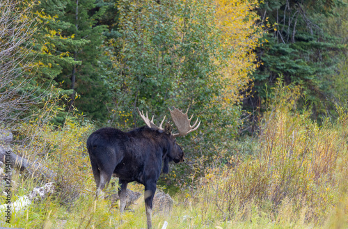 Bull Moose in Autumn in Wyoming © natureguy