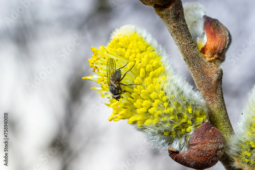bee collects pollen on a yellow spring flower. willow branch with yellow spring flowers. delicate willow flowers in spring. Active work of bees to collect pollen. lot of pollen and nectar. close-up