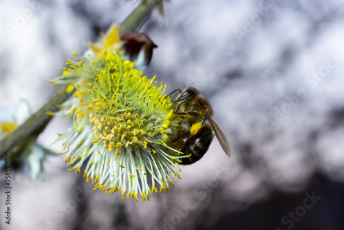 bee collects pollen on a yellow spring flower. willow branch with yellow spring flowers. delicate willow flowers in spring. Active work of bees to collect pollen. lot of pollen and nectar. close-up
