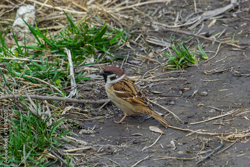 Eurasian tree sparrow Passer montanus. Portrait photos of common forest birds in Europe