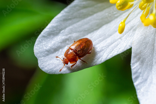 Sap beetle, Epuraea aestiva on flower, extreme close-up with high magnification. Spring nature background photo