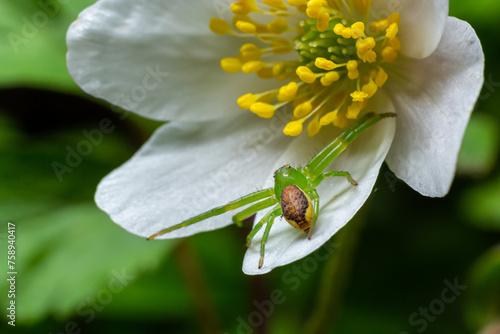 The Green Crab Spider, Diaea dorsata, hunts for prey on a white wood anemone flower photo