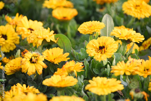 yellow Calendula officinalis flower in garden, Pot Marigold, Ruddles, Mary's gold or Scotch marigold is a flowering plant in the daisy family Asteraceae, Calendula flower closeup