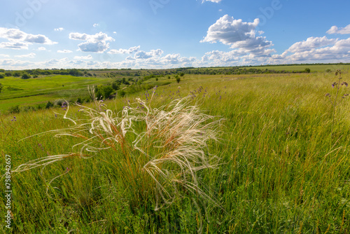 feather grass in steppe