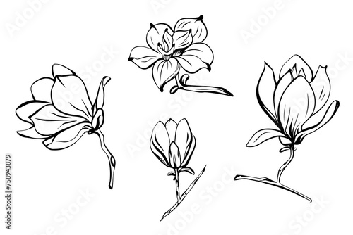 Set of Magnolia in sketch style, hand-drawn isolated on white background. Floral sketch for print designs, signage, flower shops, logos in black and white. Coloring book. 