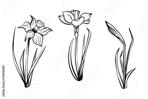 Set of narcissists in sketch style, hand-drawn isolated on white background. Floral sketch for print designs, signage, flower shops, logos in black and white. Coloring book.