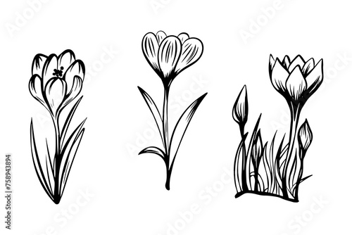 Set of crocuses in sketch style, hand-drawn isolated on white background. Floral sketch for print designs, signage, flower shops, logos in black and white. Coloring book. 