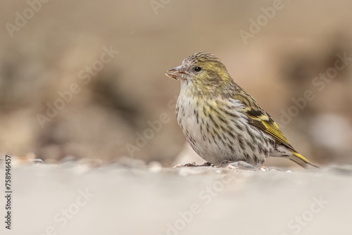 Femaale eurasian siskin perched on the ground and eating sunflower seeds