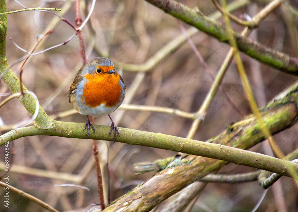 Robin Red Breast (Erithacus rubecula) - Europe, western Asia & North Africa Robin Red Breast (Erithacus rubecula) - Europe, western Asia & North Africa