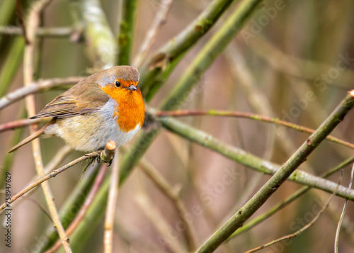 Photography Robin Red Breast (Erithacus rubecula) - Europe, western Asia & North Africa