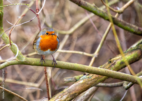 Photography Robin Red Breast (Erithacus rubecula) - Europe, western Asia & North Africa