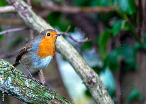 Robin Red Breast (Erithacus rubecula) - Europe, western Asia & North Africa