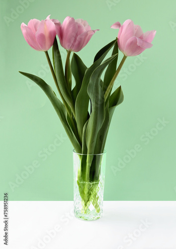pretty pink tulips close up at spring